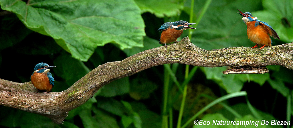 IJsvogels ook vanuit de peelhut op Eco-touristfarm de Biezen te Aarle-Rixtel