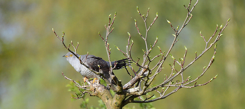 Natuur omgeving Eco-touristfarm de Biezen