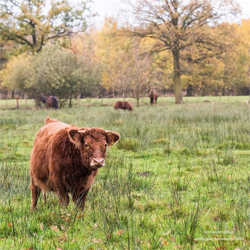 Dexter kalfEco-Tourstfarm Snelle Loop in Aarle Rixtel