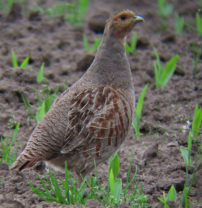 Patrijs op eco-touristfarm foto Albert Musters