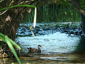 Waterrallen in de Snelle Loop Foto janneke van der Wal Groningen