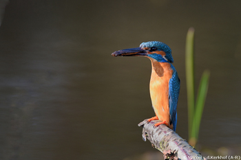 IJsvogel Marcel van de Kerkhof