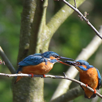  Ijsvogel paring Eco-Touristfarm Snelle Loop in Aarle Rixtel