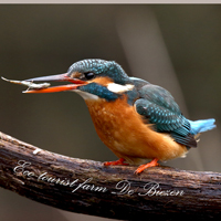 Ijsvogel en vis Eco-Touristfarm Snelle Loop in Aarle Rixtel