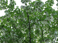zakdoekenboom davidia