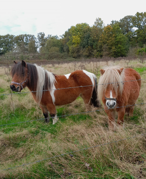 onze vriendelijke pony`s