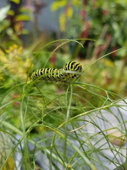 Jaarlijkse Vlinderdag Jaarlijke nachtvlinderdag