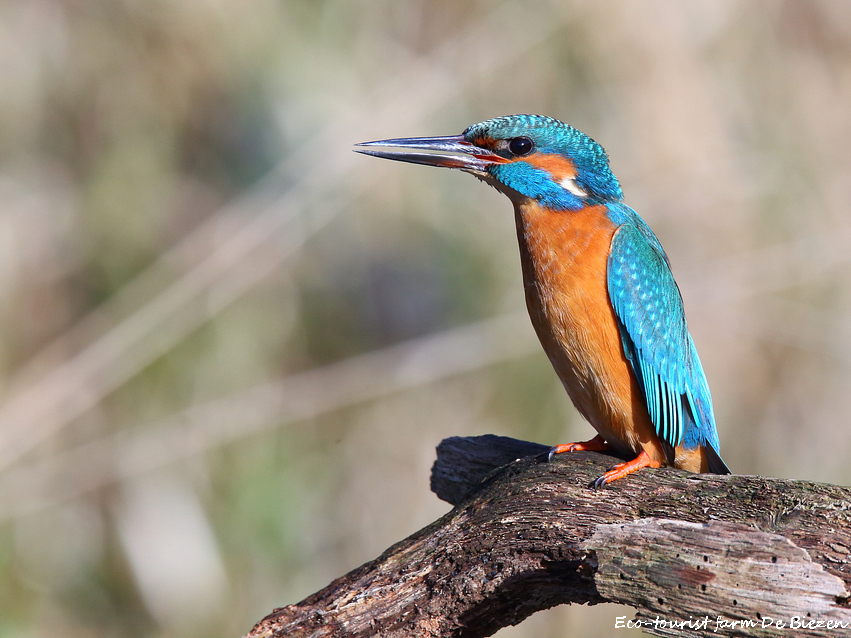  ijsvogel eco-touristfarm de biezen